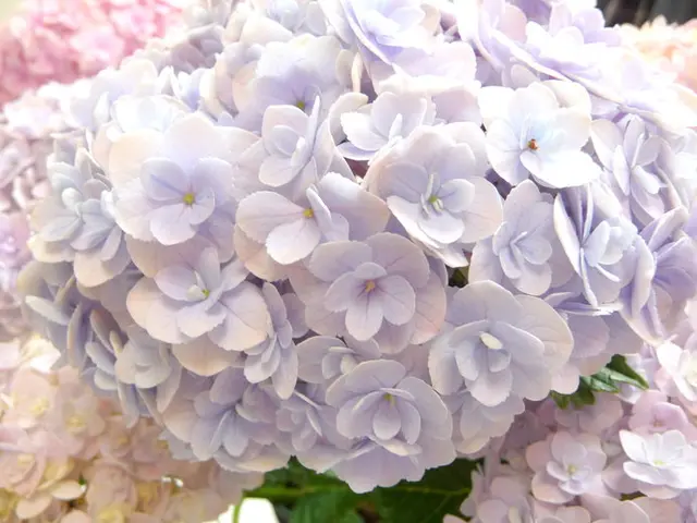 季節の花 紫陽花 アジサイ 事情 こんな種類をご存知でしたか Tenki Jpサプリ 18年06月日 日本気象協会 Tenki Jp