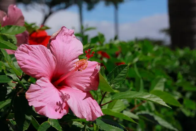 季節の花 ハイビスカス こんな魅力ご存知でしたか Tenki Jpサプリ 18年06月28日 日本気象協会 Tenki Jp