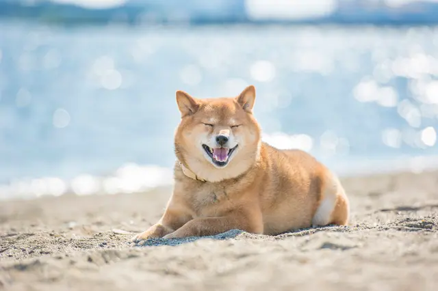 愛犬が熱中症かも そんなとき 飼い主さんはどうすればよい 季節 暮らしの話題 18年07月13日 日本気象協会 Tenki Jp