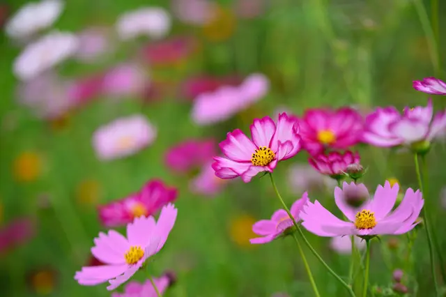 どうしてコスモスは「秋の桜」なのでしょう？二十四節気「白露(はくろ