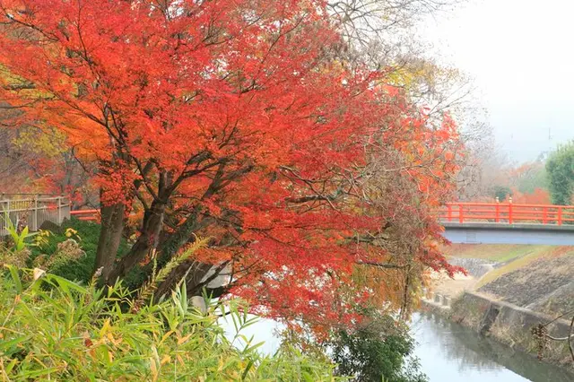 色鮮やかな紅葉の作品は、秋に限らず通年飾っても部屋を明るく楽しくしてくれます。 心地よく 清水佳香 20号 「谷間の紅葉」 正光画廊  売買されたオークション情報 落札价格 【au payマーケット】の商品情報をアーカイブ公開