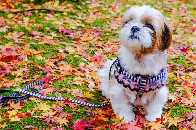 気をつけてあげたい 秋冬にかかりやすい犬の病気と予防 Tenki Jpサプリ 18年10月18日 日本気象協会 Tenki Jp