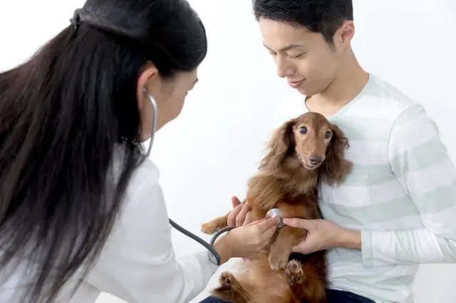 気をつけてあげたい 秋冬にかかりやすい犬の病気と予防 Tenki Jpサプリ 18年10月18日 日本気象協会 Tenki Jp 気をつけてあげたい 秋冬にかかりやすい犬の病気と予防 Tenki Jpサプリ 18年10月18日 日本気象協会 Tenki Jp