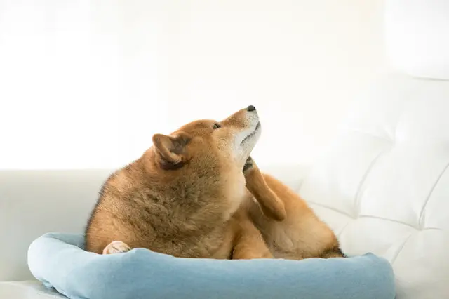 気をつけてあげたい 秋冬にかかりやすい犬の病気と予防 Tenki Jpサプリ 18年10月18日 日本気象協会 Tenki Jp