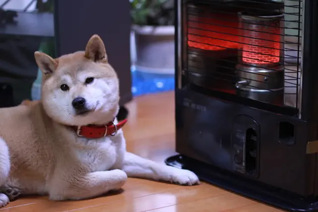 人間だけじゃない 犬も風邪をひくって本当 Tenki Jpサプリ 18年11月25日 日本気象協会 Tenki Jp