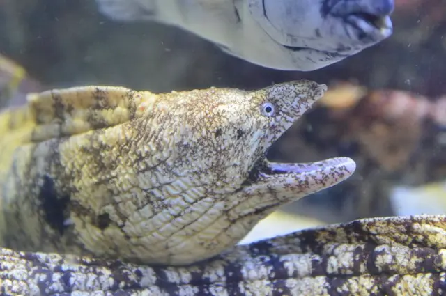 マンボウ ハリセンボン ウツボ 食べられるってご存じでしたか 七十二候 鱖魚群 Tenki Jpサプリ 18年12月17日 日本気象協会 Tenki Jp