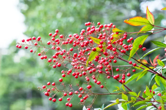 実のなる縁起の良いこの草木の名をご存知ですか？(季節・暮らしの