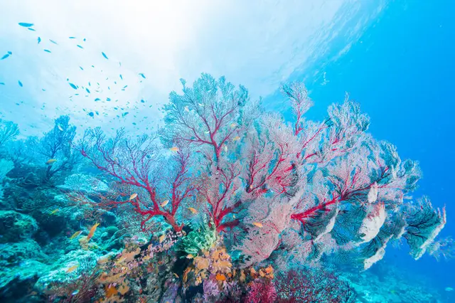 3月5日は「サンゴの日」。サンゴってどんな生き物なの？(季節・暮らしの話題 2019年03月05日) - 日本気象協会 tenki.jp