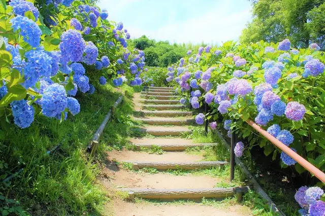 大阪府 兵庫県 奈良県の 紫陽花の名所 情報 Tenki Jpサプリ 19年05月09日 日本気象協会 Tenki Jp