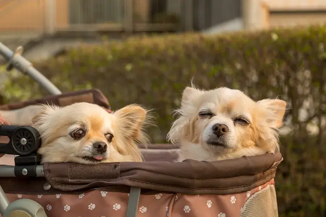 愛犬のお散歩 犬種別の運動量とは 老犬の運動はどうする Tenki Jpサプリ 19年05月14日 日本気象協会 Tenki Jp