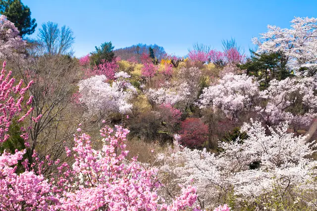 梅 は丸い 桃 は楕円 桜 はハート型 花びらの形でわかる梅 桃 桜の違い Tenki Jpサプリ 19年04月07日