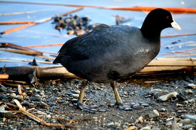 次世代の水辺の主役候補 オオバンってどんな鳥 七十二候 鴻雁北 こうがんかえる Tenki Jpサプリ 19年04月10日 日本気象協会 Tenki Jp 次世代の水辺の主役候補 オオバンってどんな鳥 七十二候 鴻雁北 こうがんかえる Tenki Jpサプリ 19年04月10日 日本気象協会 Tenki Jp