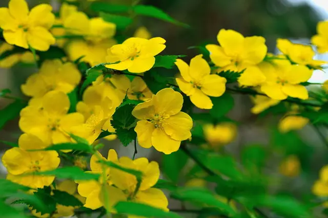 今見頃の山吹 やまぶき 春のきらめきを表す黄金色の花にもう出会いましたか Tenki Jpサプリ 19年04月19日 日本気象協会 Tenki Jp