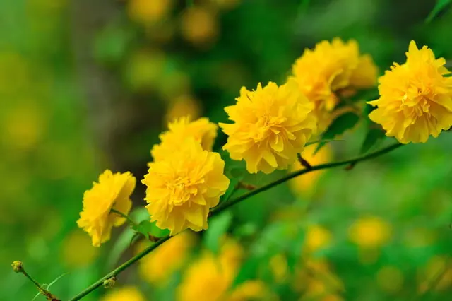 今見頃の山吹 やまぶき 春のきらめきを表す黄金色の花にもう出会いましたか Tenki Jpサプリ 19年04月19日 日本気象協会 Tenki Jp 今見頃の山吹 やまぶき 春のきらめきを表す黄金色の花にもう出会いましたか Tenki Jpサプリ 19年04月19日 日本気象協会 Tenki Jp