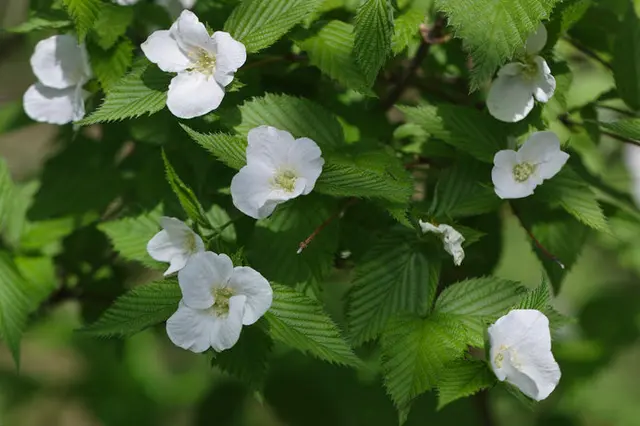 今見頃の山吹 やまぶき 春のきらめきを表す黄金色の花にもう出会いましたか Tenki Jpサプリ 19年04月19日 日本気象協会 Tenki Jp