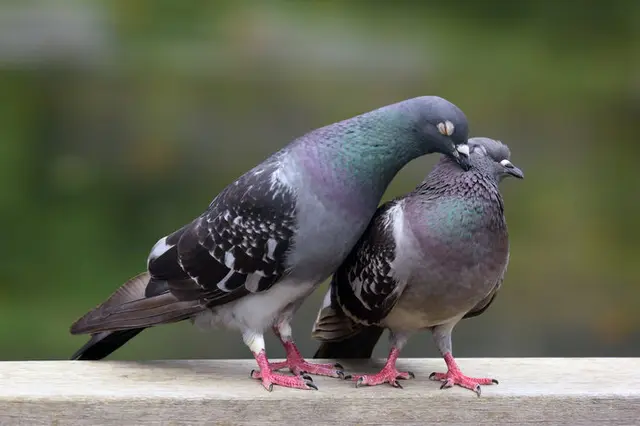 斑鳩はなぜ「いかるが」なのか？古代ミステリー、七十二候「霜止