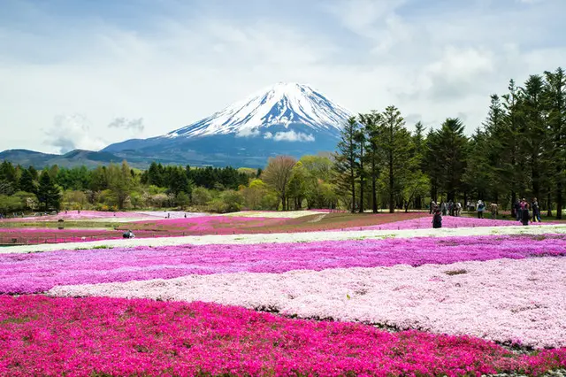 富士山と初夏の花の共演！絶景スポット4選(季節・暮らしの話題 2019年 