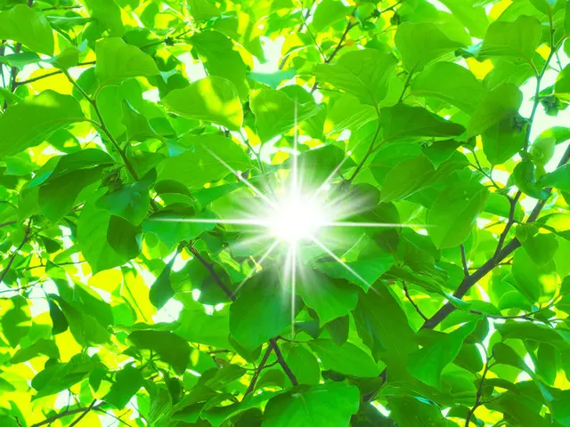知って得する季語 5月は 新緑 をたっぷり浴びよう Tenki Jpサプリ 19年05月11日 日本気象協会 Tenki Jp