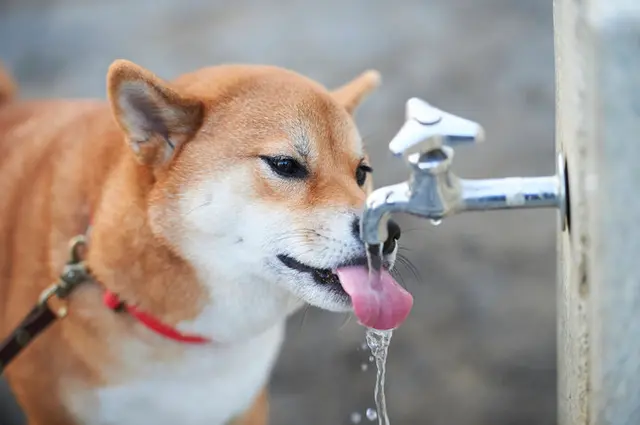自ら体温を調節できない愛犬におすすめ 7つの熱中症対策 Tenki Jpサプリ 19年07月17日 日本気象協会 Tenki Jp