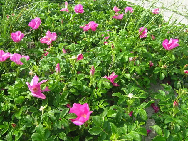 北海道にハマナスの花が咲くころになりました 季節 暮らしの話題 19年06月24日 日本気象協会 Tenki Jp