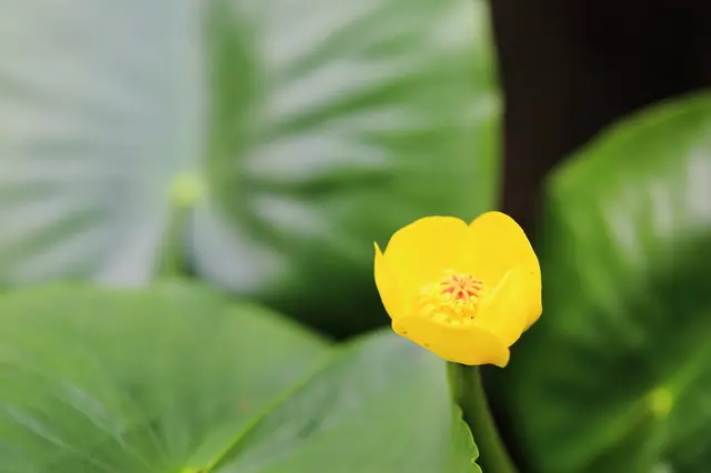 知って得する季語 夏が見頃の水生植物 季節 暮らしの話題 19年06月15日 日本気象協会 Tenki Jp