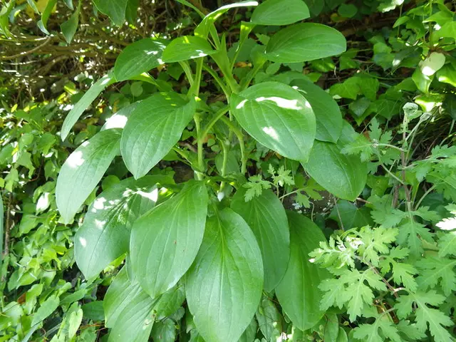 夏至と関わりの深いホタル。その名をいただく美しい山野草を探し