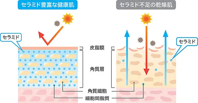 湿度が高いのに 夏に起こる肌乾燥 正しい肌ケアしていますか Tenki Jpサプリ 19年07月11日 日本気象協会 Tenki Jp