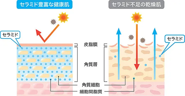 湿度が高いのに 夏に起こる肌乾燥 正しい肌ケアしていますか Tenki Jpサプリ 19年07月11日 日本気象協会 Tenki Jp 湿度が高いのに 夏に起こる肌乾燥 正しい肌ケアしていますか Tenki Jpサプリ 19年07月11日 日本気象協会 Tenki Jp