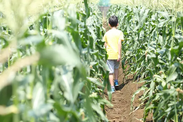 「とうもろこし」を何と呼ぶ? 各地で違うとうもろこしの呼び方