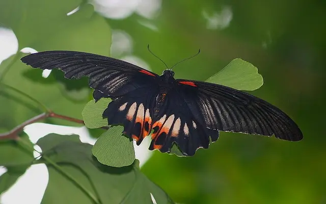 日本の夏 昆虫の夏 アゲハチョウの美しい翅は ミステリアスな歴史のつづれ織りだった Tenki Jpサプリ 19年07月29日 日本気象協会 Tenki Jp