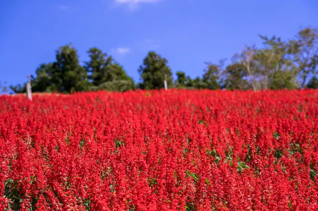 東京近郊の「秋の花観賞スポット」へ！(季節・暮らしの話題 2019年 