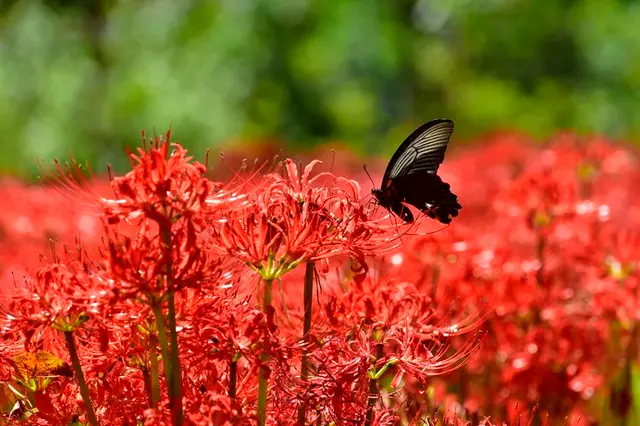 花の写真パネル 秋 ひがんばな赤-