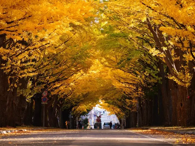 国立大学なのに観光名所 北大のイチョウ並木が金色に輝く Tenki Jpサプリ 19年10月26日 日本気象協会 Tenki Jp