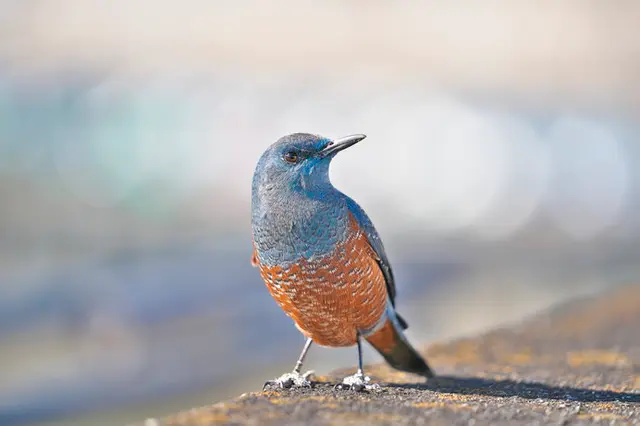 頻々と目撃される幸せの青い鳥。イソヒヨドリが都市・内陸に大進出しています(季節・暮らしの話題 2019年11月27日) - 日本気象協会  tenki.jp