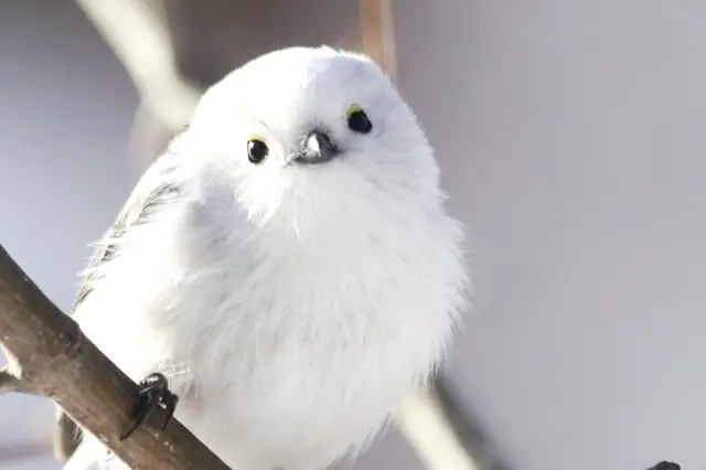 北海道の雪の妖精 シマエナガ がかわいすぎる Tenki Jpサプリ 年03月07日 日本気象協会 Tenki Jp 北海道の雪の妖精 シマエナガ がかわいすぎる Tenki Jpサプリ 年03月07日 日本気象協会 Tenki Jp