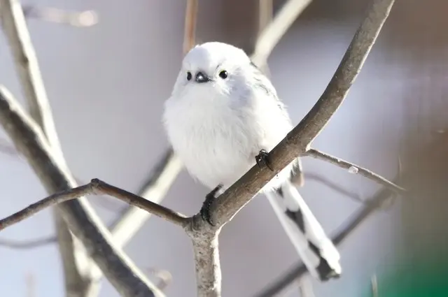 シマエナガさんのブローチ＊ りぼん 雪 妖精 冬 北海道 小鳥 エナガ 1