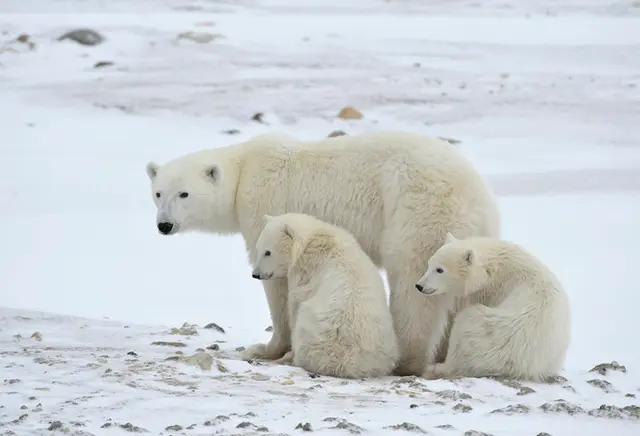 ホッキョクグマの受難から地球環境について考えよう。2月27日「国際 