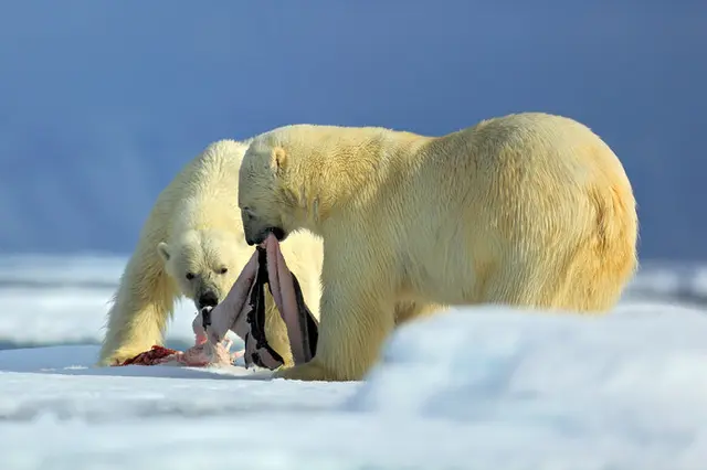 ホッキョクグマの受難から地球環境について考えよう。2月27日