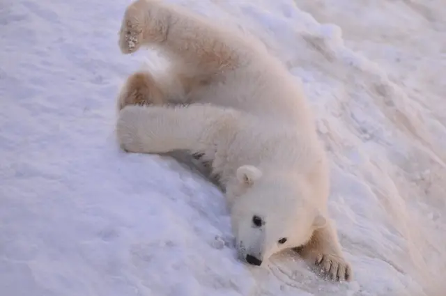 ホッキョクグマの受難から地球環境について考えよう。2月27日「国際 