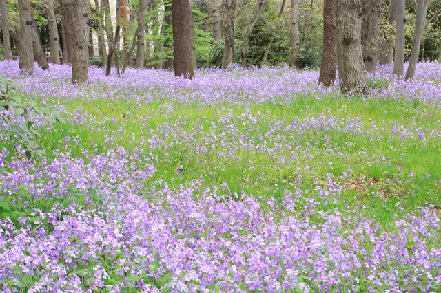 春を彩る 平和の花 オオアラセイトウのやさしい紫が語りかけるものは Tenki Jpサプリ 年03月17日 日本気象協会 Tenki Jp