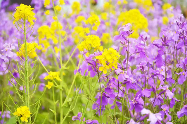 春を彩る「平和の花」。オオアラセイトウのやさしい紫が語りかけるもの