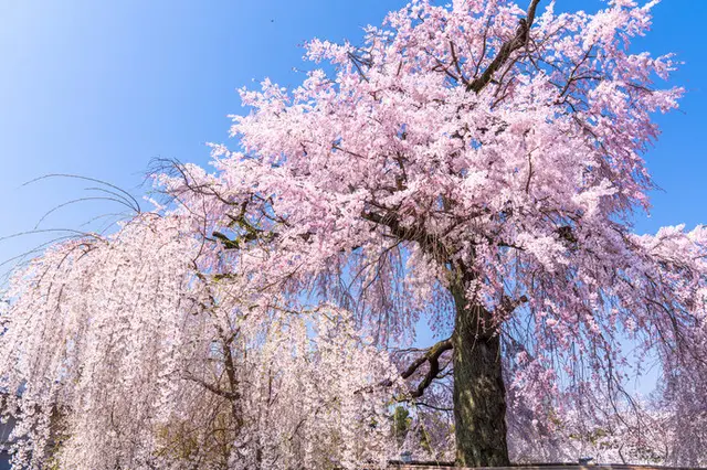 意外と知らない 都道府県の花 あなたの街はどんな花 Tenki Jpサプリ 年03月30日 日本気象協会 Tenki Jp