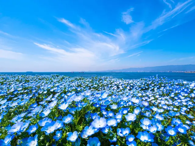 春から初夏の癒し ブルーの花々 あなたは何を思い浮かべますか Tenki Jpサプリ 年04月27日 日本気象協会 Tenki Jp