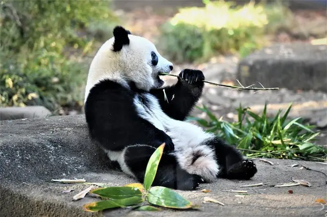 休園中もおうちでつながろう 動物園の配信動画 南関東編 Tenki Jpサプリ 年04月26日 日本気象協会 Tenki Jp