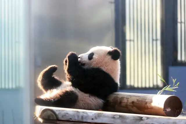 休園中もおうちでつながろう 動物園の配信動画 南関東編 Tenki Jpサプリ 年04月26日 日本気象協会 Tenki Jp