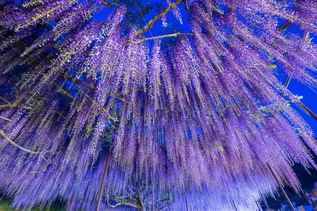 薄紫にゆらぐ藤波 遅い春に祝う 平安和歌に見られる藤 Tenki Jpサプリ 年04月日 日本気象協会 Tenki Jp