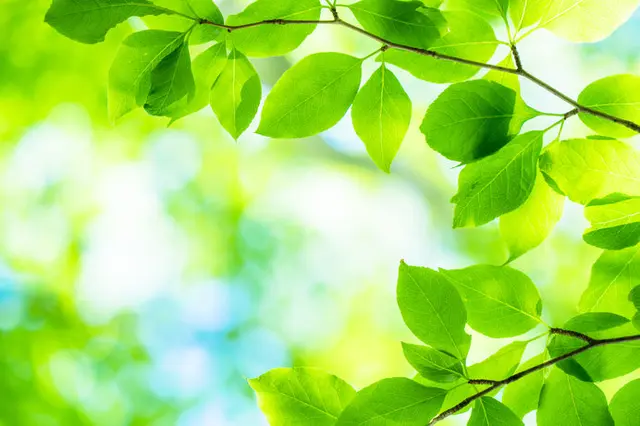 緑が眩しい季節！生命力あふれる「緑」のエネルギーで、心身をリフレッシュしましょう(季節・暮らしの話題 2020年04月20日) - 日本気象協会  tenki.jp