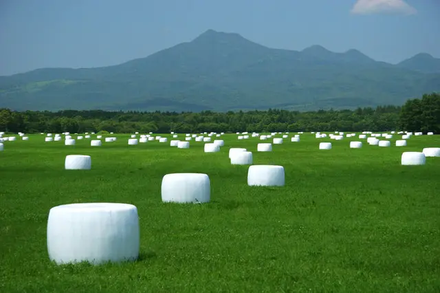 晴れた日をねらって牧草を収穫。北海道の牧場は大忙し(季節・暮らしの話題 2020年06月15日) - 日本気象協会 tenki.jp