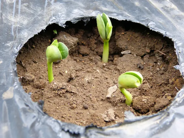 枝豆 が成長すると何になる 答えは 大豆 です Tenki Jpサプリ 年06月30日 日本気象協会 Tenki Jp