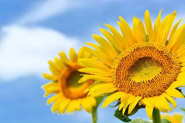 夏の太陽に咲く花 フォトジェニックなひまわり畑 関東編 季節 暮らしの話題 21年08月06日 日本気象協会 Tenki Jp